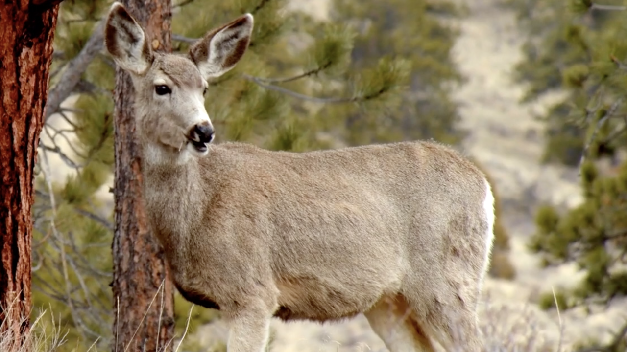 Indiana hunting, fishing and trapping license fees will increase in 2025